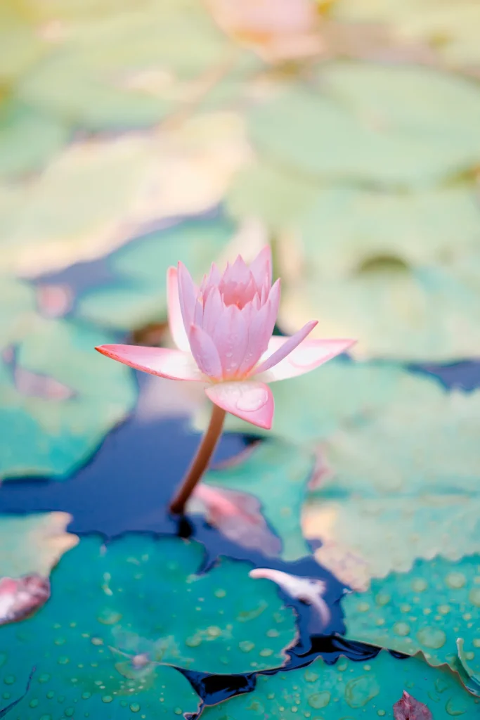 A blooming flower in a big field